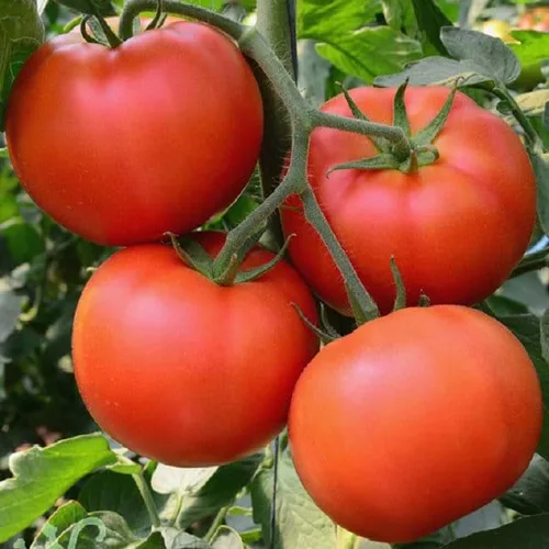 Trước khi ngủ thoa vài giọt nước cà chua lên mặt, nám, tàn nhang cứ thế tự động “bốc hơi”