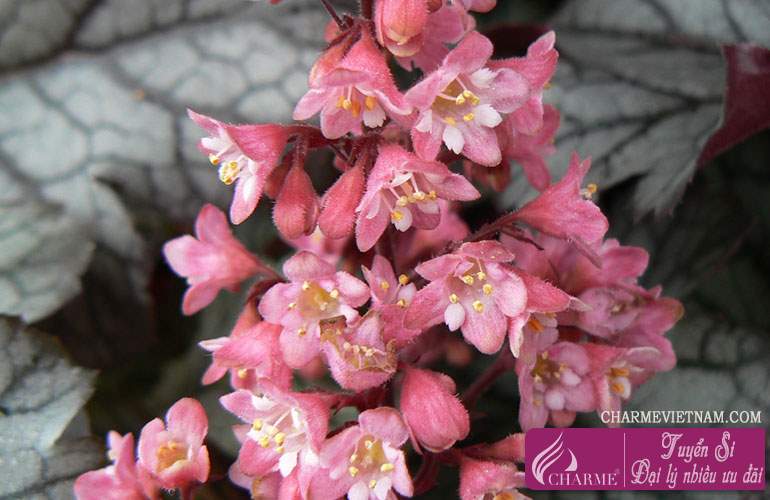 Alumroot