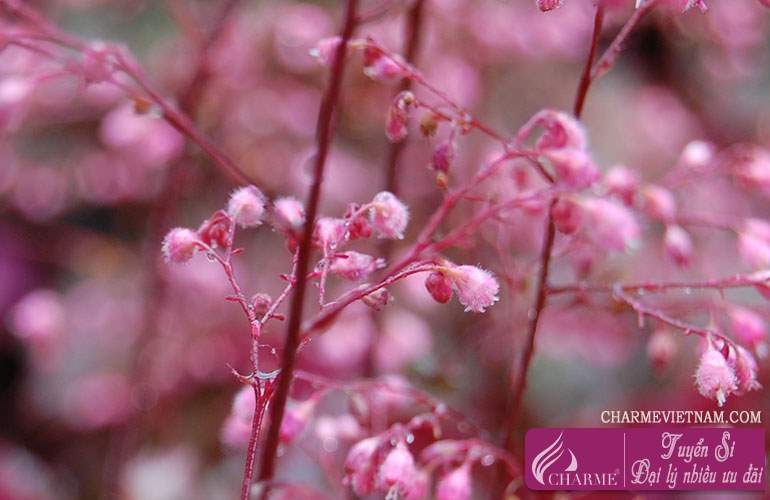 Alumroot