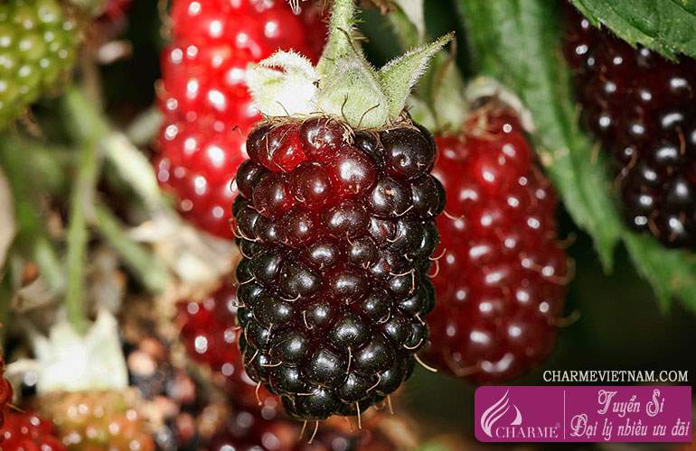 Boysenberry
