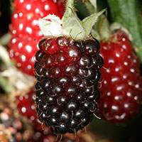 Boysenberry