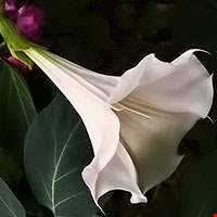 Cà độc dược