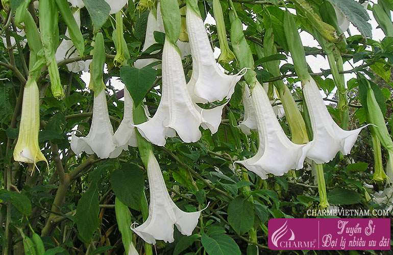 Cà độc dược