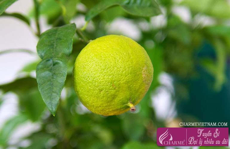 Cam Bergamot