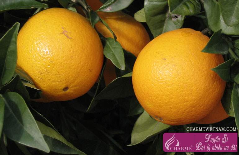 Cam Bergamot Calabria