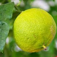 Cam Bergamot Calabria