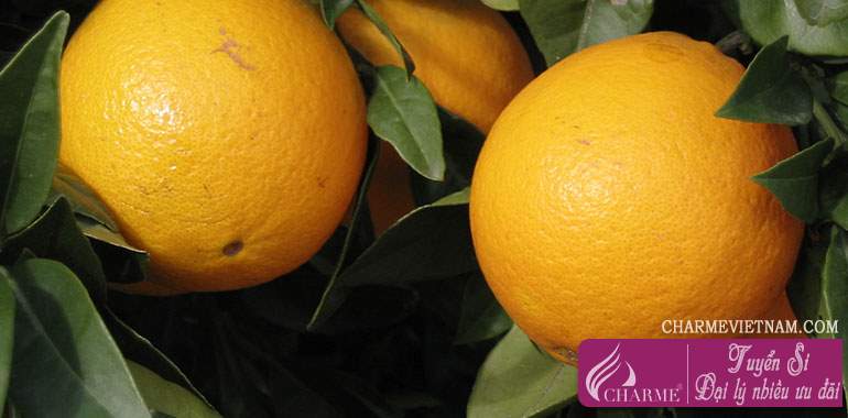 Cam Bergamot Calabria