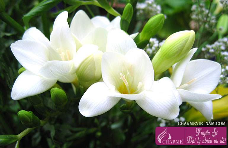 Cánh hoa lan Nam Phi
