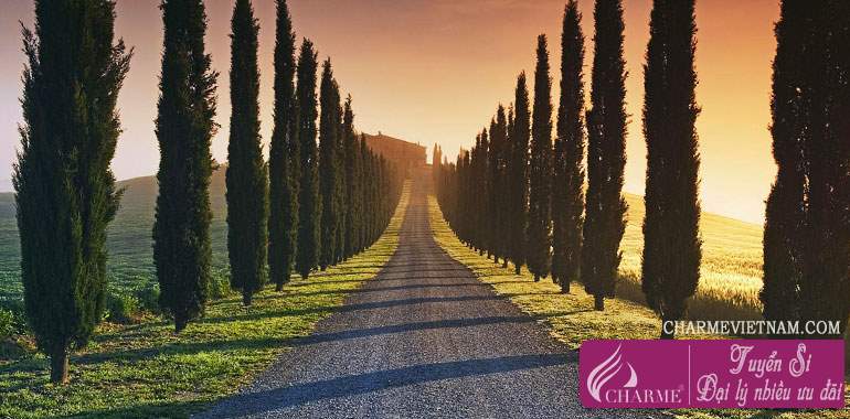 Cây bách Tuscany