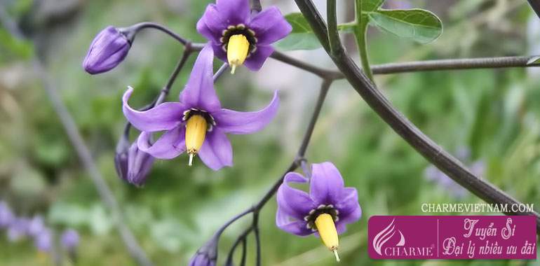 Cây cà dược (Belladonna)