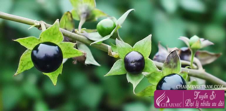 Cây cà dược (Belladonna)