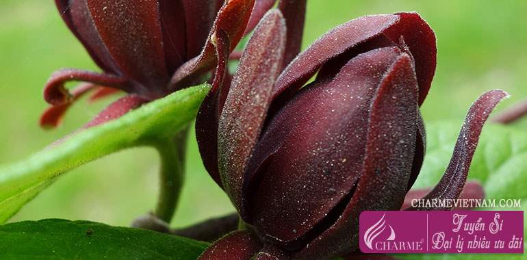 Cây Calycanthus