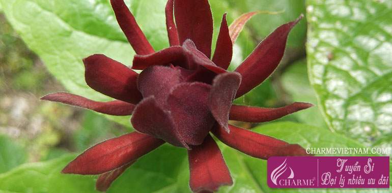 Cây Calycanthus