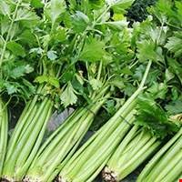 Cây cần tây