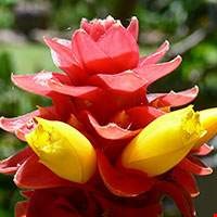 Cây Costus
