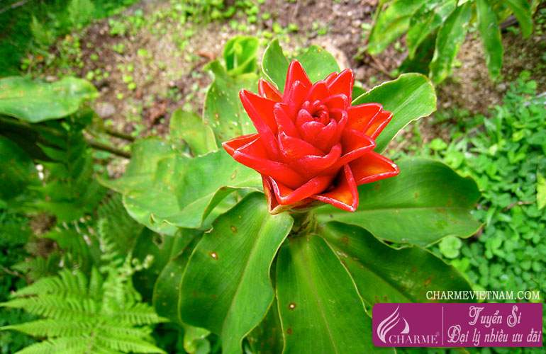Cây Costus