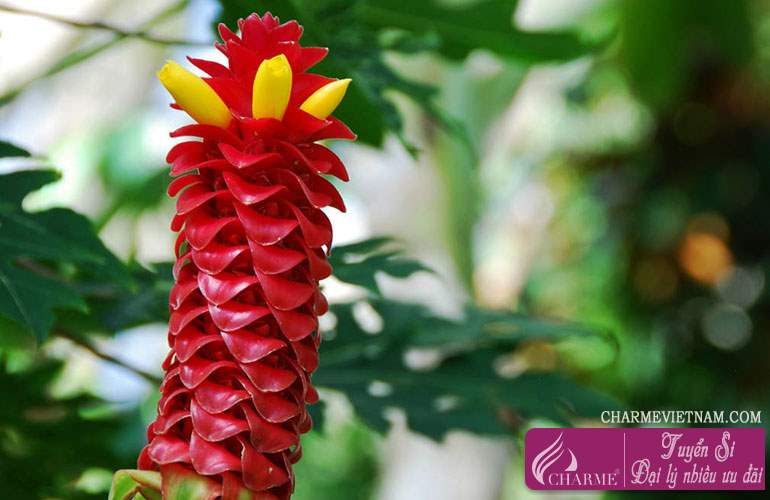 Cây Costus
