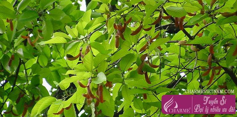 Cây dầu rái (Gurjan balsam)