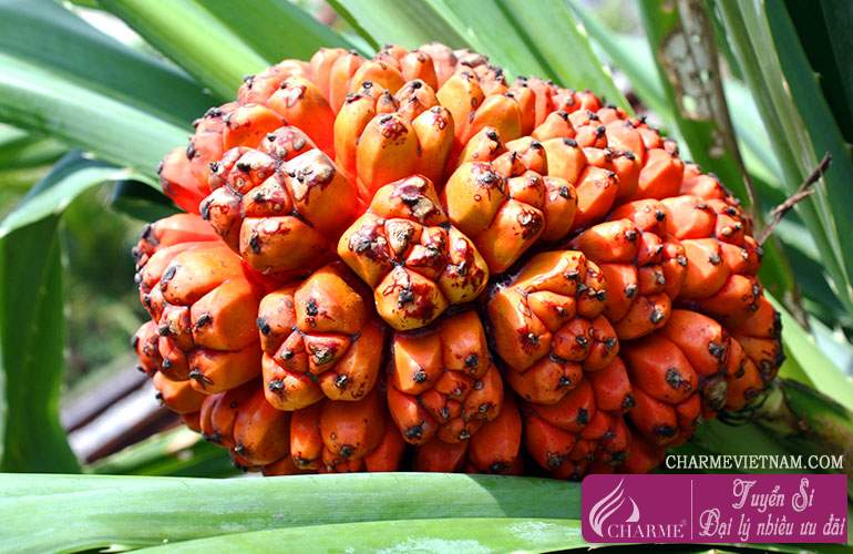 Cây dứa dại