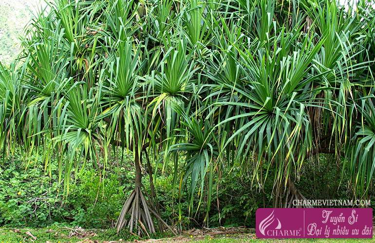Cây dứa dại