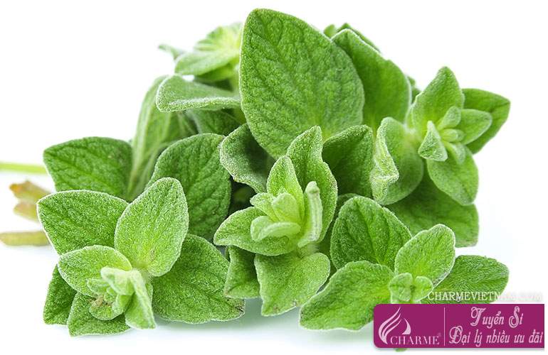 Cây kinh giới dại