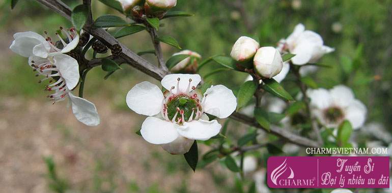 Cây Manuka