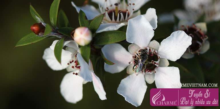 Cây Manuka