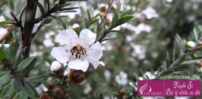 Cây Manuka