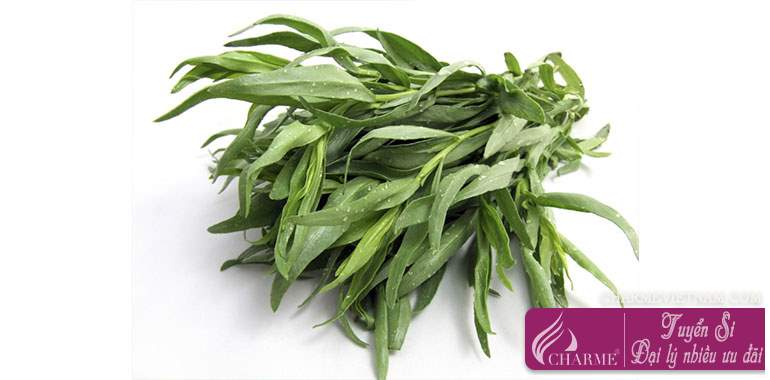 Cây ngải dấm