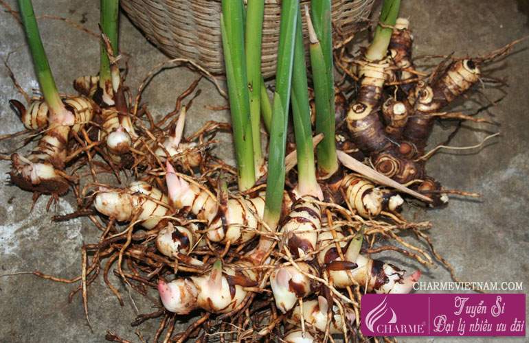 Cây riềng nếp