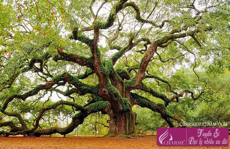 Cây sồi (Oak Tree)