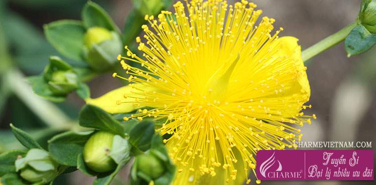 Cây St John's wort