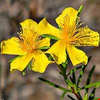 Cây St John's wort