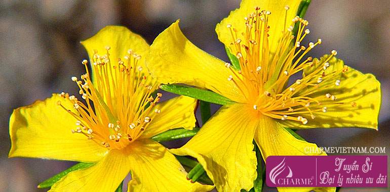 Cây St. John's Wort