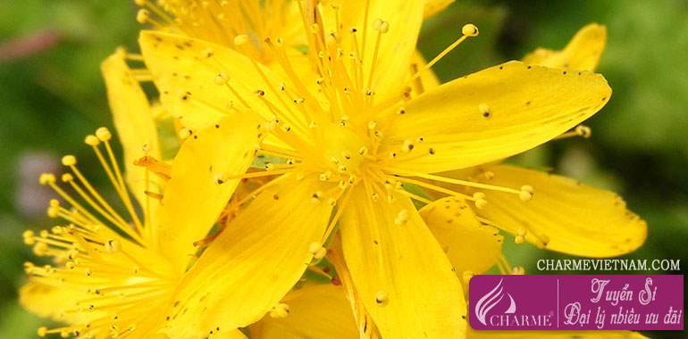 Cây St. John's Wort