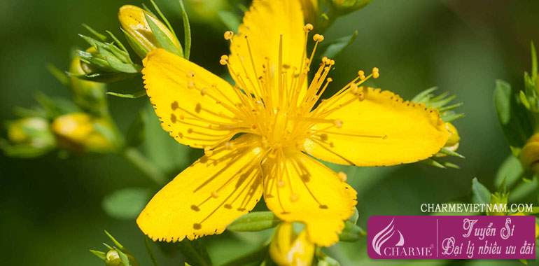 Cây St. John's Wort