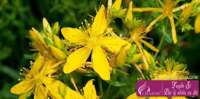 Cây St. John's Wort
