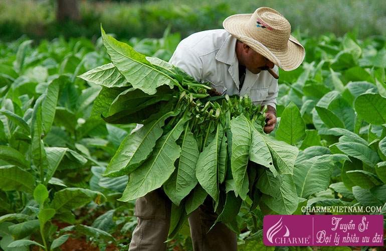 Cây thuốc lá trắng