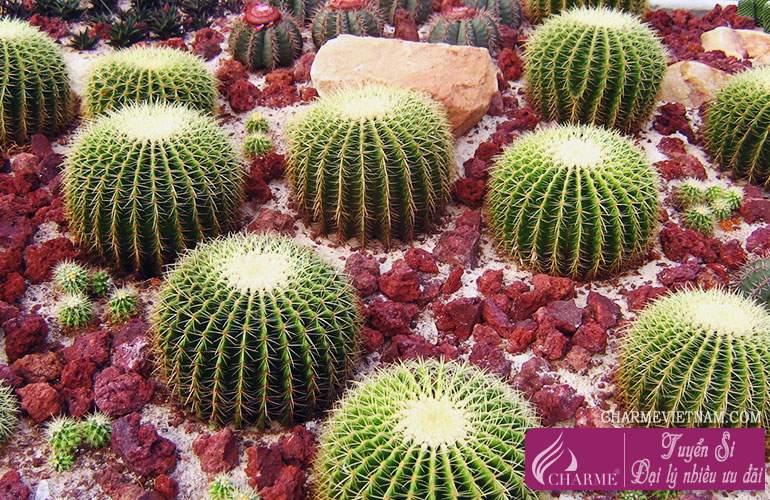 Cây xương rồng