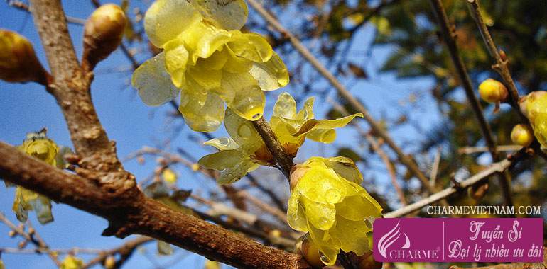 Chimonanthus or Wintersweet