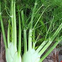 Củ hồi