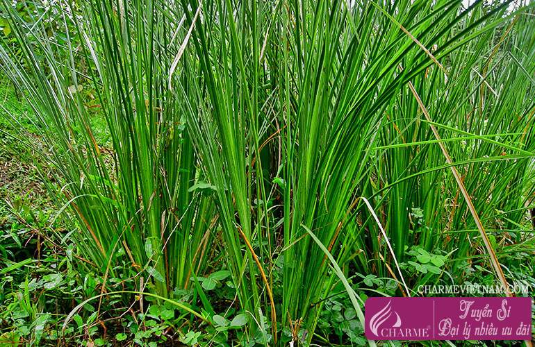Dầu cỏ hương bài