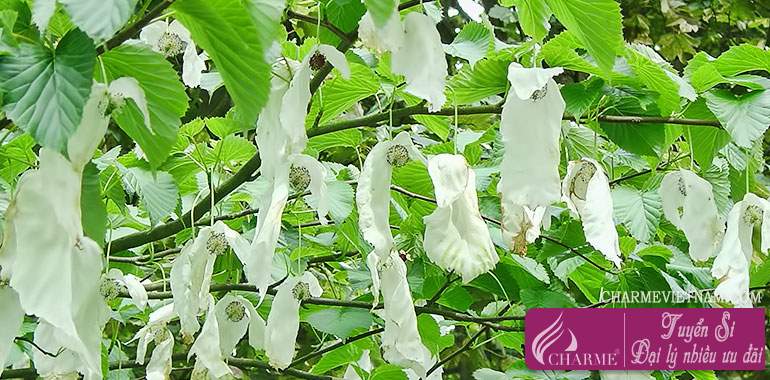 Dove tree - Cây bồ câu