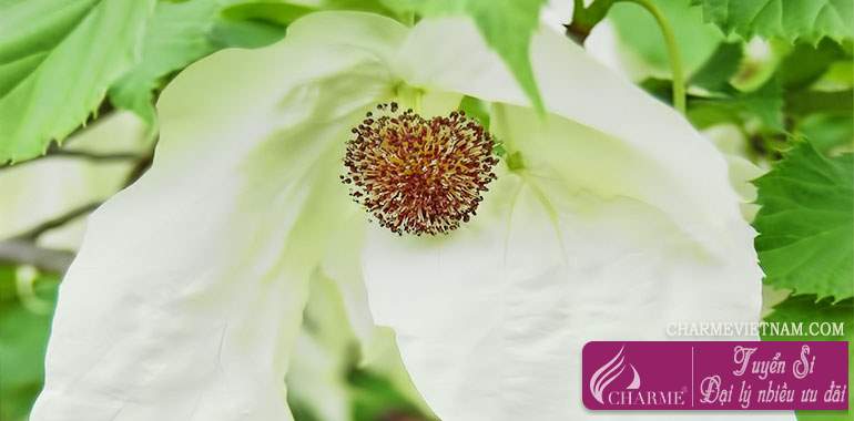 Dove tree - Cây bồ câu