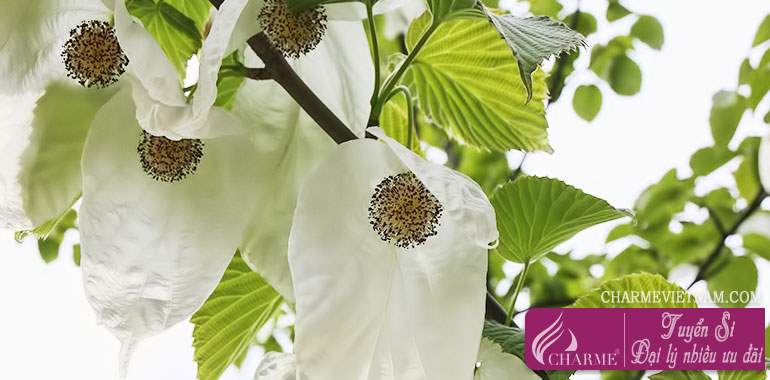 Dove tree - Cây bồ câu