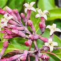 Gỗ Amyris