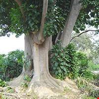 Gỗ Belambra