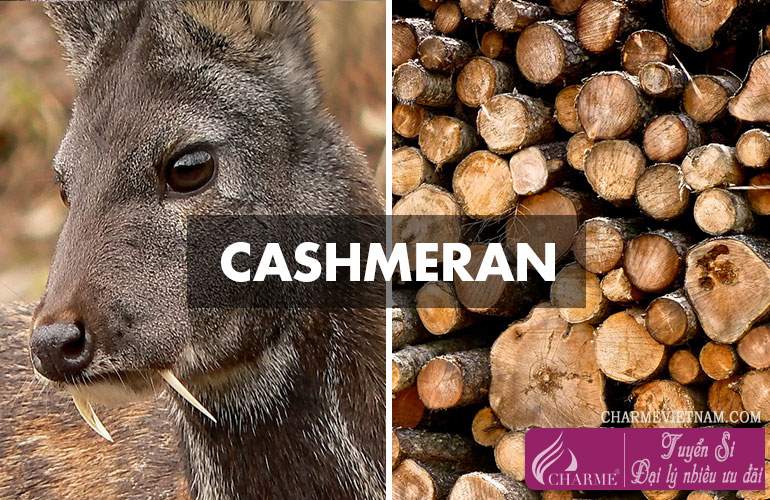 Gỗ Cashmere