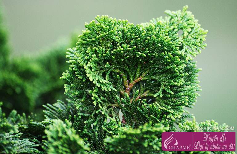 Gỗ Hinoki