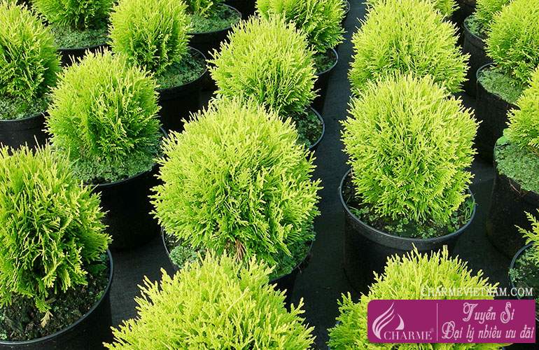 Gỗ Thuja